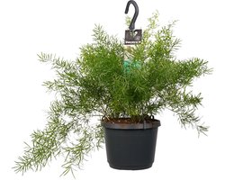 Decorum Asparagus densiflorus 'Sprengeri' - Hillplant - Groene Plant- Hoogte  40 cm — cadeau in Wonen & Interieur