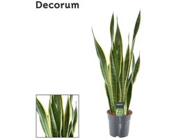 Sansevieria Laurentii XL (Decorum) - Ø17cm - 70cm — cadeau in Wonen & Interieur