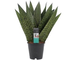 Decorum Sansevieria Zeylanica - Hoogte 35cm - Pot 12cm — cadeau in Wonen & Interieur