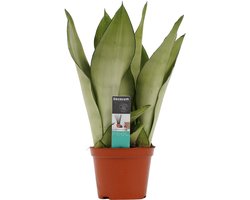 Decorum Sansevieria Moonshine - Hoogte 30cm - Pot 12cm — cadeau in Wonen & Interieur