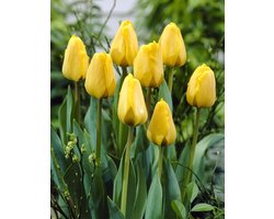 Tulp Golden Apeldoorn | 10 stuks | Tulpenbollen — cadeau in Cadeau-ideeën