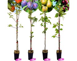 Set van 4 fruitbomen - 1 Appel, 1 Peer, 1 Kers, 1 Pruim - Hoogte 70/100cm - 11cm pot - Mix A — cadeau in Cadeau-ideeën