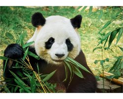 Dieren poster bamboe etende panda A1 - 84 x 59 cm - Kinderkamer decoratie posters reuzenpanda / pandabeer - Kinderposters - Cadeau natuurliefhebber / panda — cadeau in Wonen & Interieur
