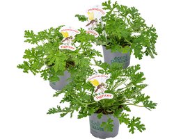 Bloomique - Set van 3 - Pelargonium Graveolens - Citroengeranium - Anti-Muggen - Geurend - Tuinplanten - Hoogte 15-30 cm - Pot 10,5 cm — cadeau in Wonen & Interieur