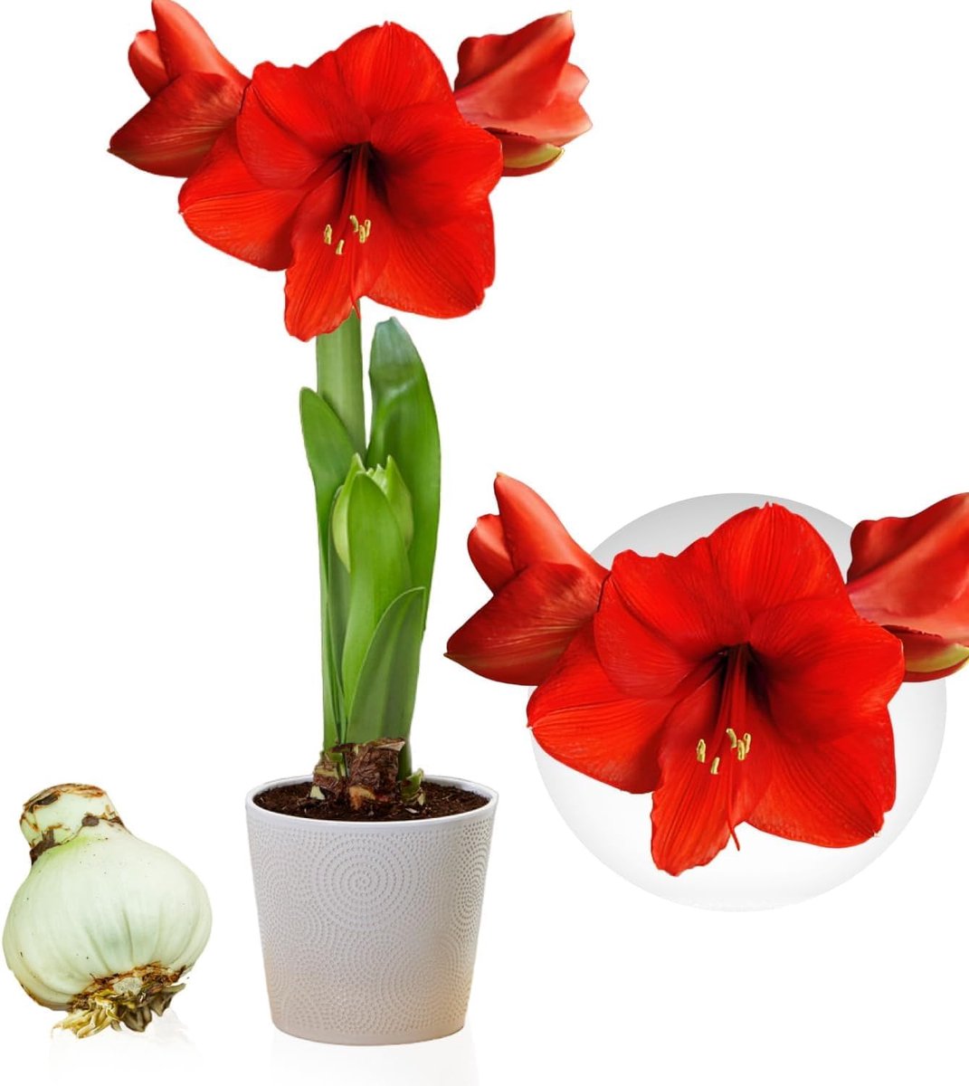 Amaryllis Bol - Red Passion - Bloembollen - 1 stuk - Rood - Bloem bollen
