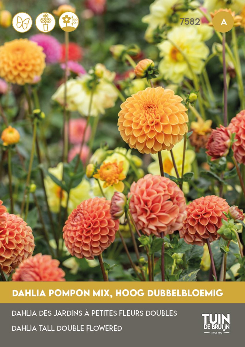Zaden Dahlia Pompon Mix - prachtige dubbele bloemen - trekt vlinders aan
