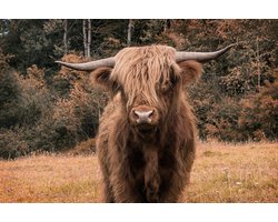 Ter Halle - Glasschilderij - Baby Schotse Hooglander - 120x80cm — cadeau in Wonen & Interieur