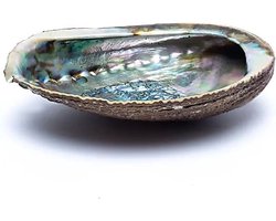 Smudge schelp Abalone, Haliotis fulgens, groen, 12 - 16 cm — cadeau in Wonen & Interieur