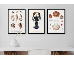Fotowand Vintage Zeedieren - Kreeft & Schelpen - Poster Set van 3 - 70x50 cm - Botanisch - Art Prints - Natuur Schoolplaat — cadeau in Wonen & Interieur