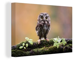 Canvas Schilderij Kleine uil - 60x40 cm - Wanddecoratie — cadeau in Wonen & Interieur