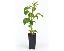 Vijg 'Rouge de Bordeaux' - Ficus carica 'Rouge de Bordeaux' | STRUIK C — cadeau in Tuin & Klussen