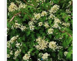 6 x Stephanandra incisa 'Crispa' - KLEINE KRANSSPIREA , DWERG KRANSSPIREA - pot 9 x 9 cm — cadeau in Cadeau-ideeën