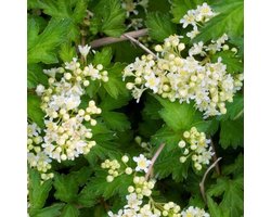 24 x Grote kransspirea - Stephanandra incisa 'Crispa' pot 9x9cm, voor 3m² : Een robuuste heester voor veelzijdig tuinieren. — cadeau in Cadeau-ideeën